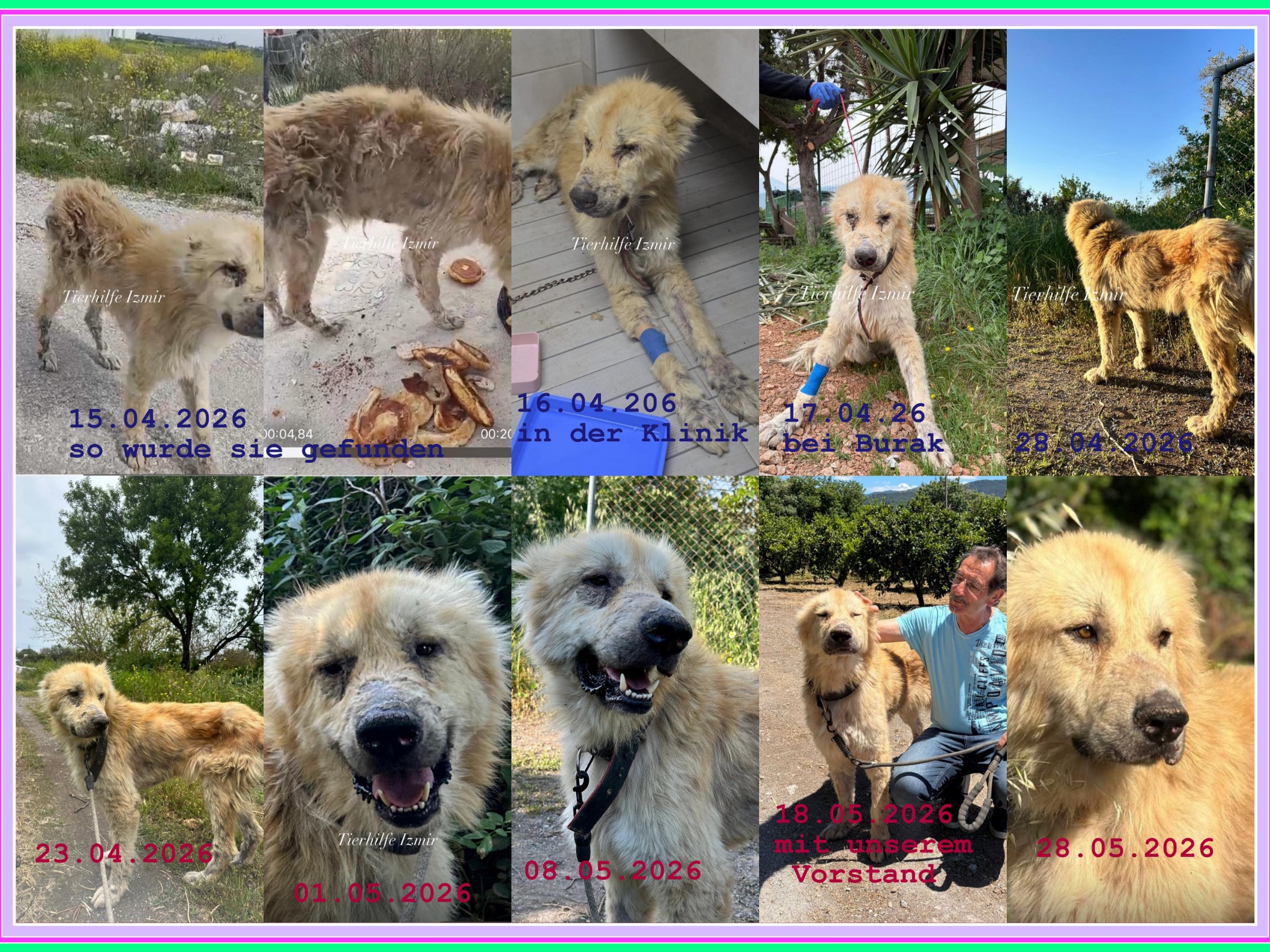 Juna ein Waldhund der Dank der Spenden wieder gesund werden durfe