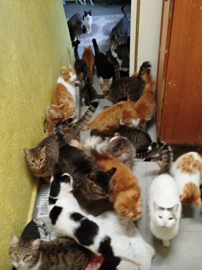 Katzen bei Meltem