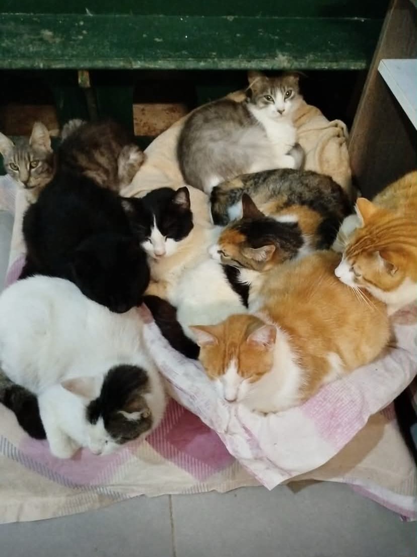 Katzen bei Meltem viele krank, behindert oder alt.