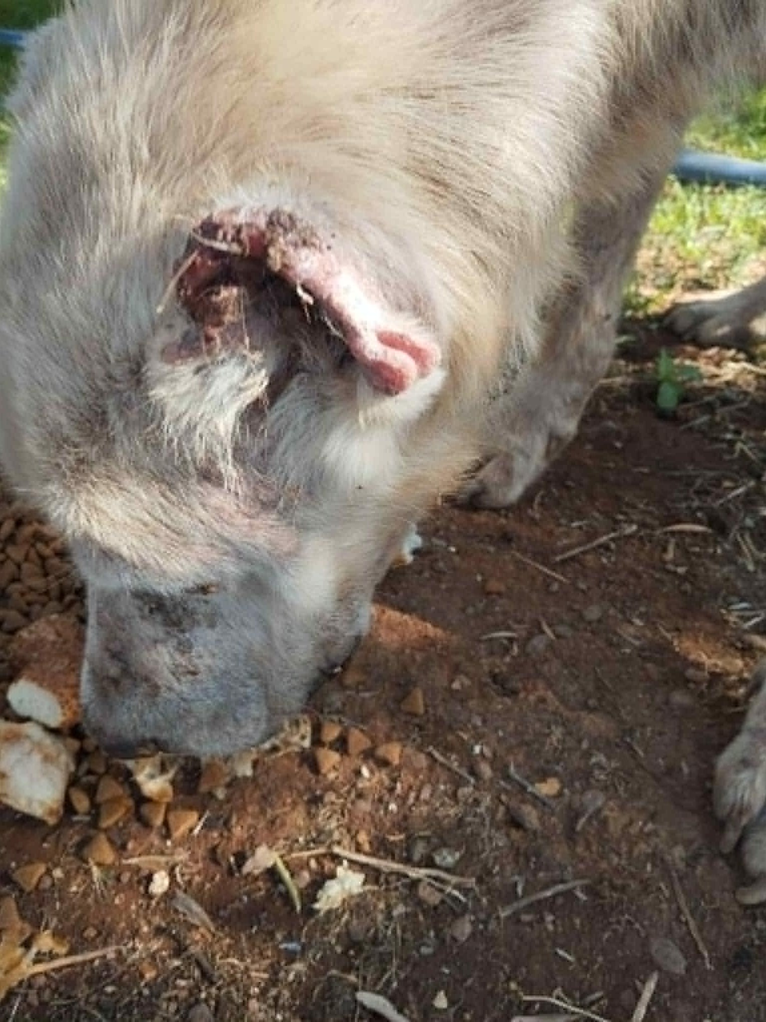 Acht Kangals – vom bloßen Brot zum vollen Napf