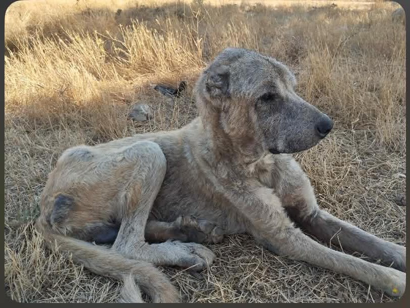 Die Kangals werden obwohl sie einen Besitzer haben von Hatice versorgt, er gab ihnen täglich nur Brot.