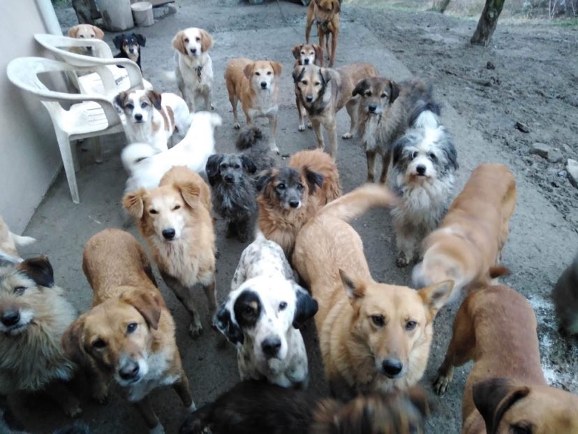 Hunde bei Berran in Zonguldak