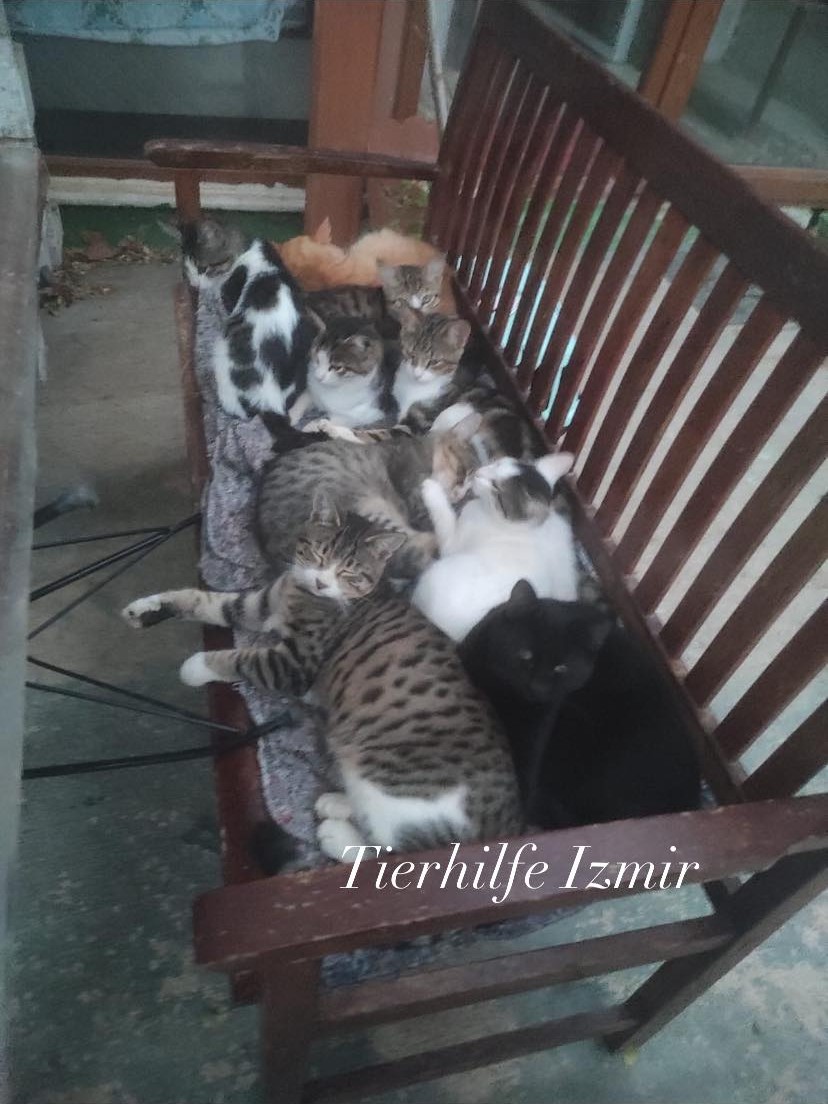 Katzen bei Meltem