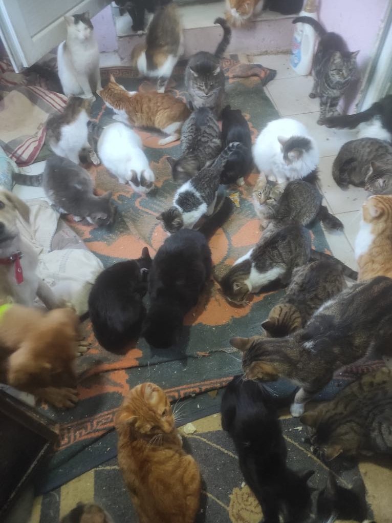 Katzen bei Meltem
