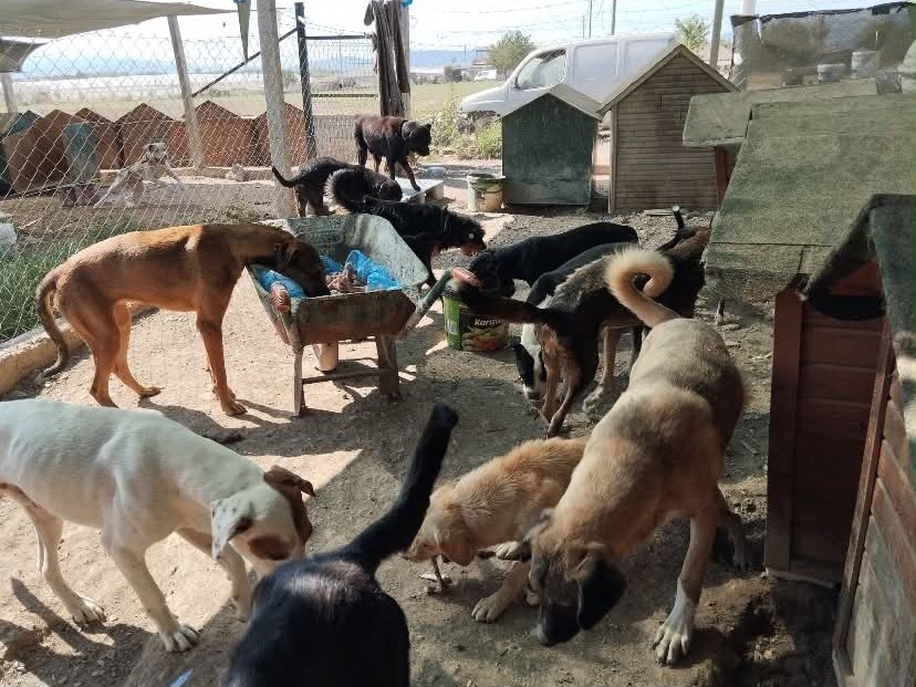 Hier gibt es Knochen für die Hunde