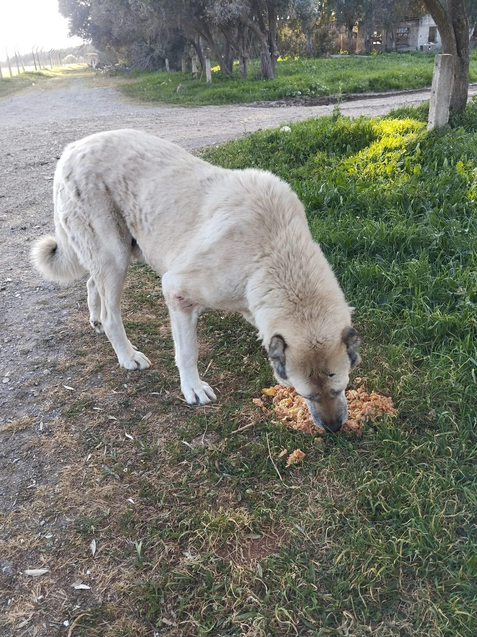 Acht Kangals – vom bloßen Brot zum vollen Napf – Nachher